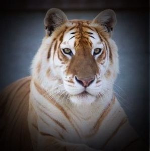 Meet your Posher, Ruth